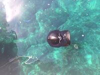 MARINUM CASQUETTE